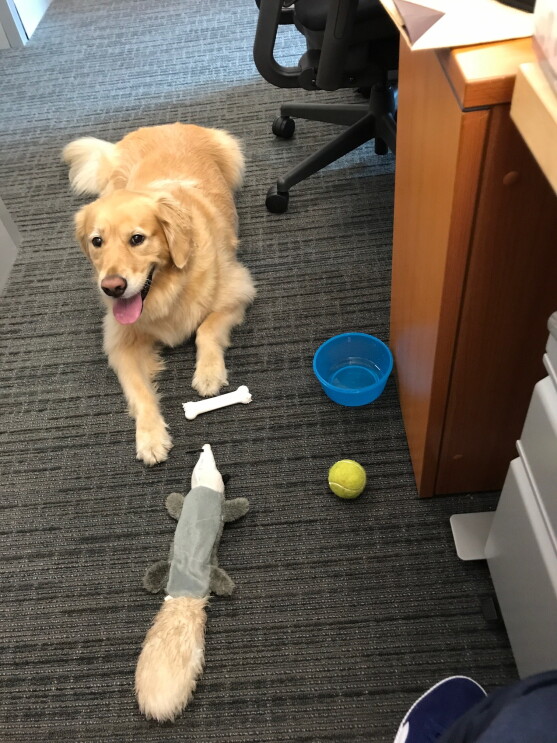 A golden retriever sits on the office floor surrounded by toys. 