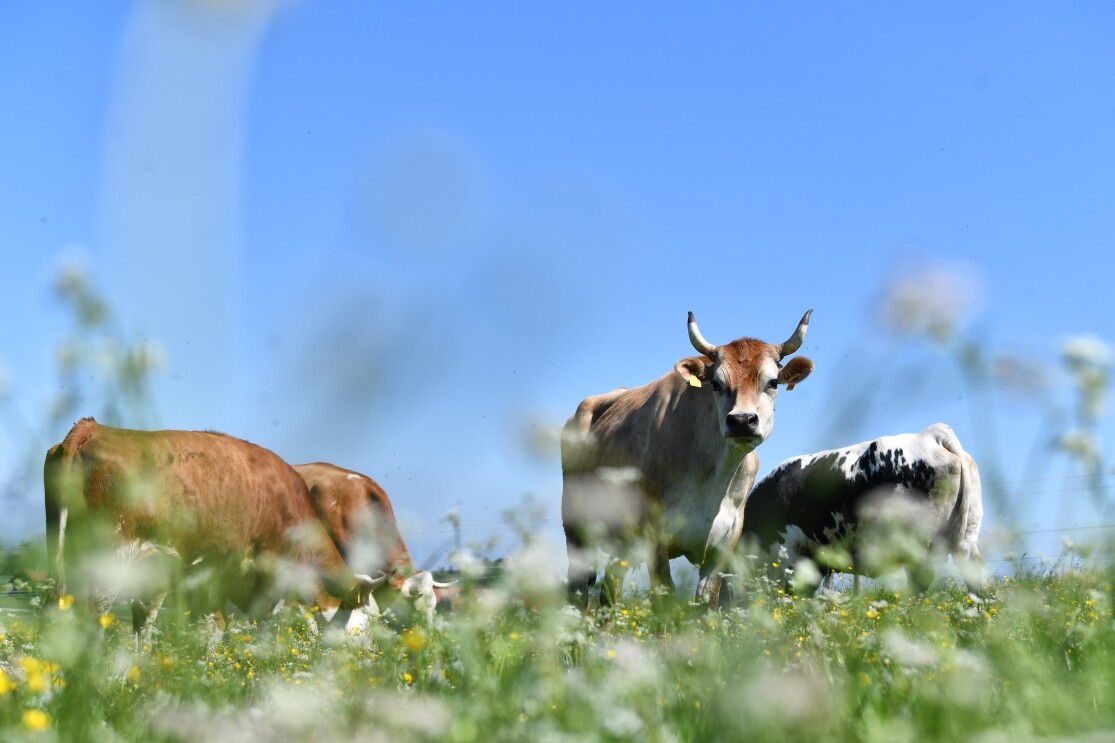 Kühe grasen auf einer Wiese