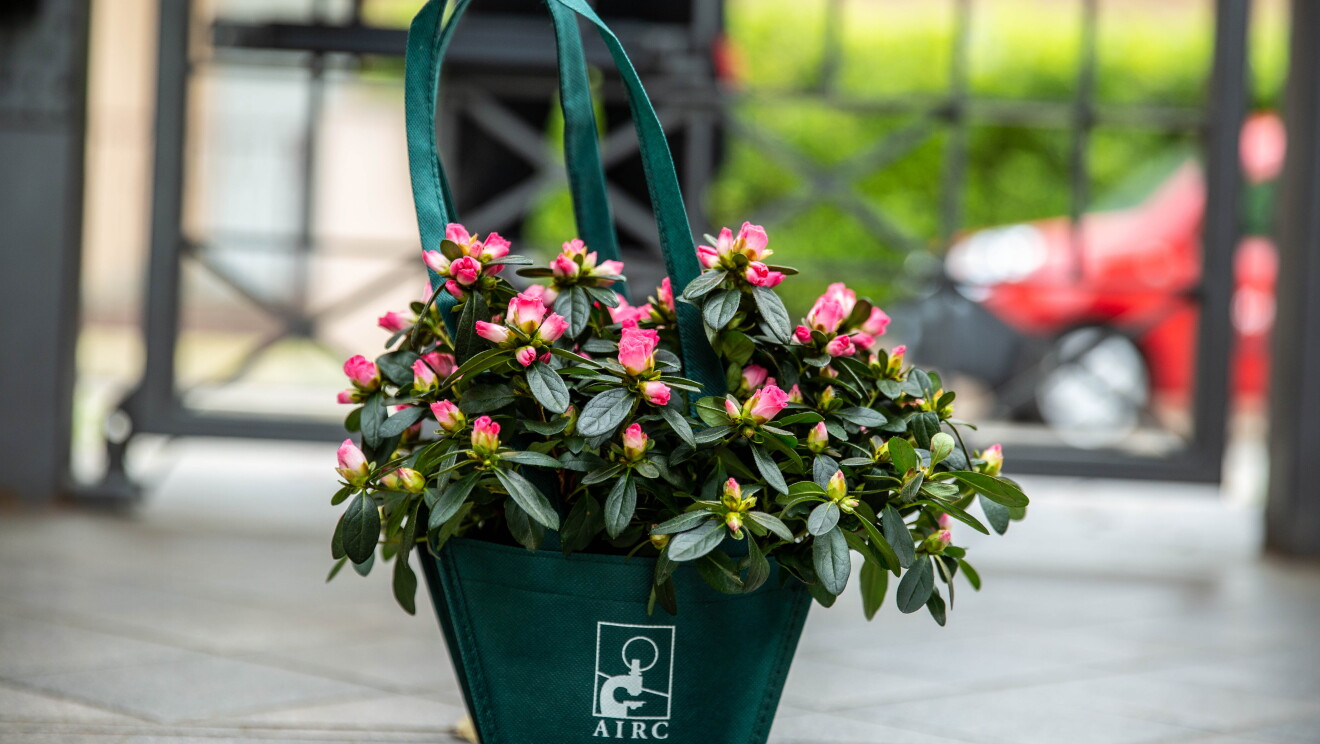L'Azalea della Ricerca di AIRC all'interno di una cancellata