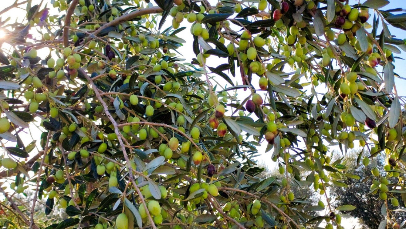 Gli ulivi di Olivottoil.jpeg