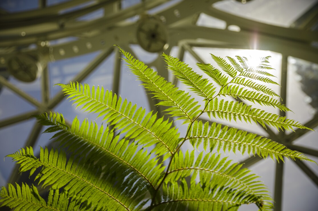 Sustainability image - fern at Amazon Spheres