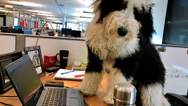 Black and white furry dog leaning on top of a desk.