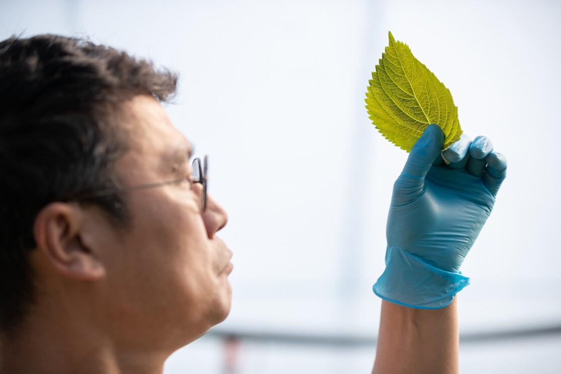 An image of perilla plants being planted.