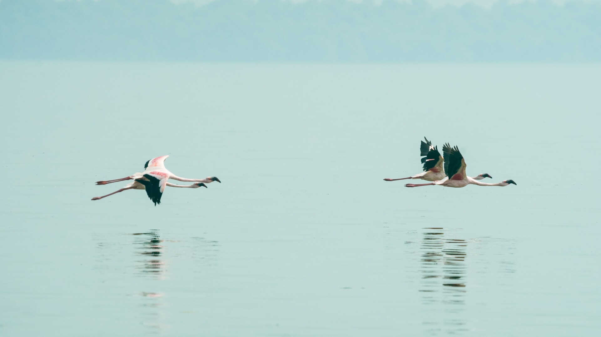 Amazon’s project protecting flamingoes in Mumbai and Thane Creek