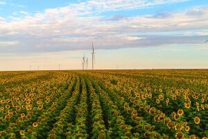 An image of a wind farm.