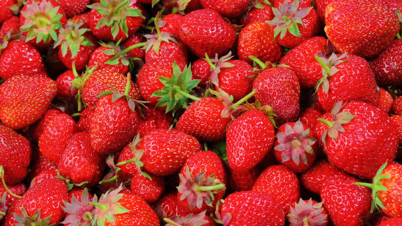 Fresh harvest of strawberries