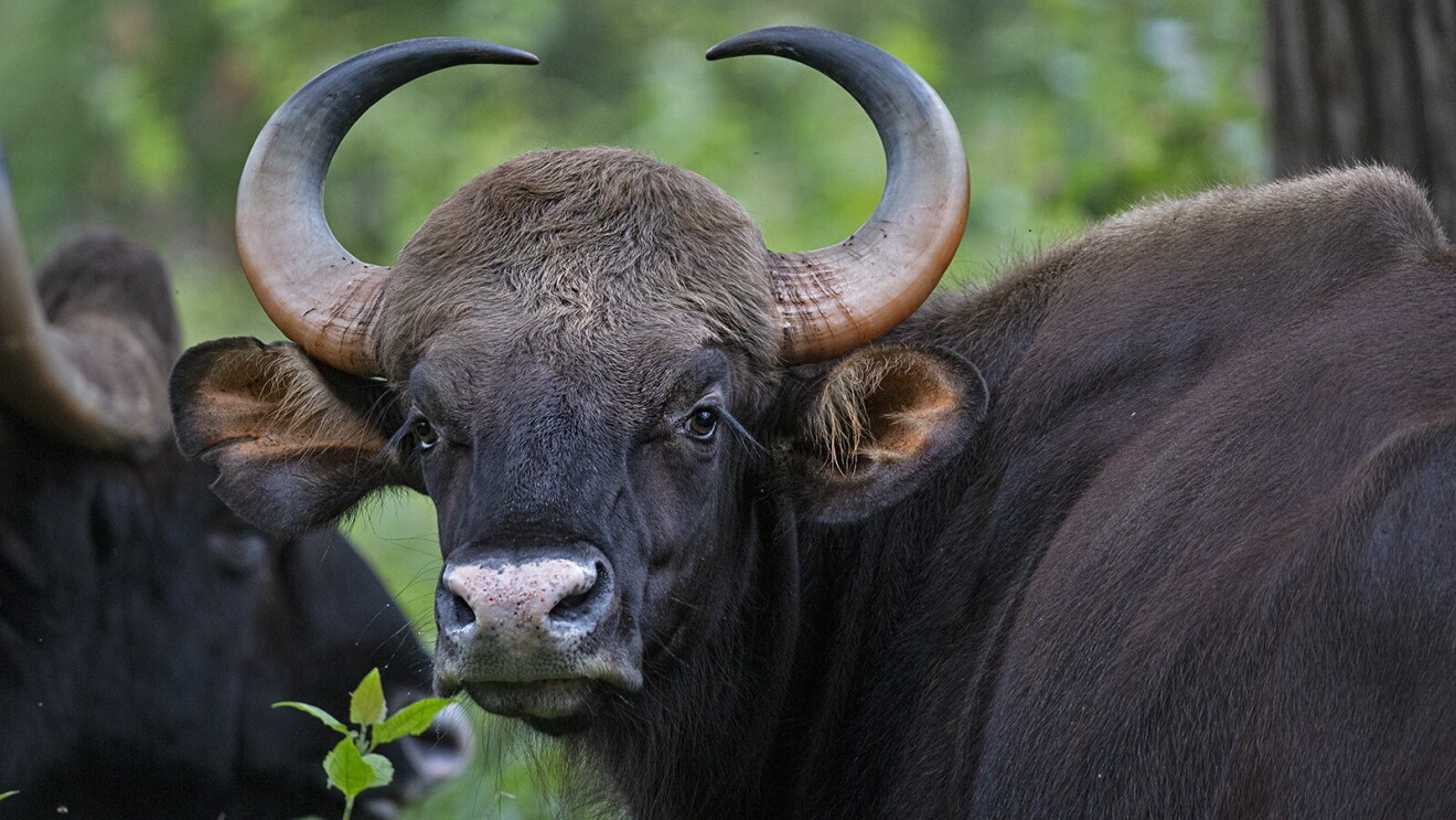 Wildlife in India