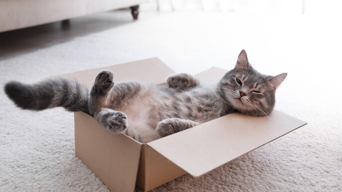 Cat looking outside of a cardboard box.