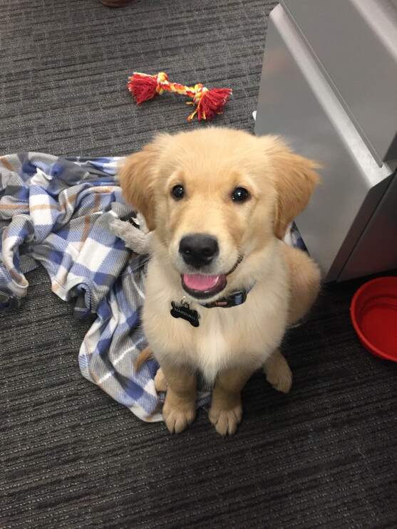 A young golden retriever sits on the floor, looking up. His mouth is open, and he is surrounded by his blanket and chew toy. 