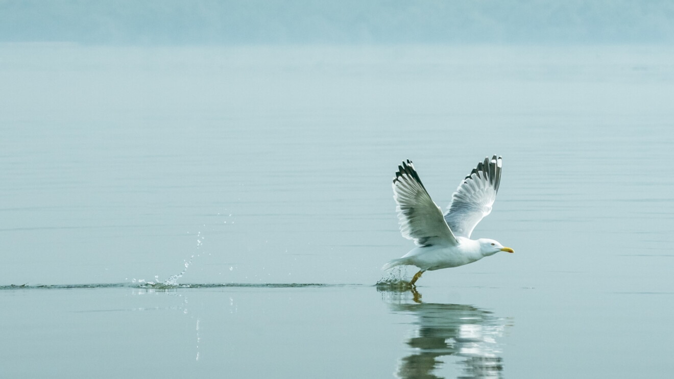 A Lesser Black-backed Gull landing on the water, its feet touching the surface and creating a mirror image