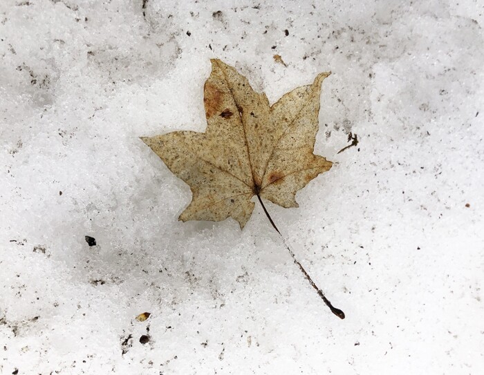 イタヤカエデの葉