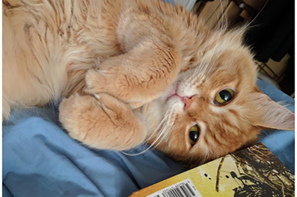 An orange cat lies on its back, next to a book, as it looks up at the camera.