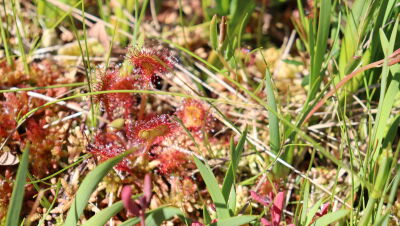 Sundew.jpg 