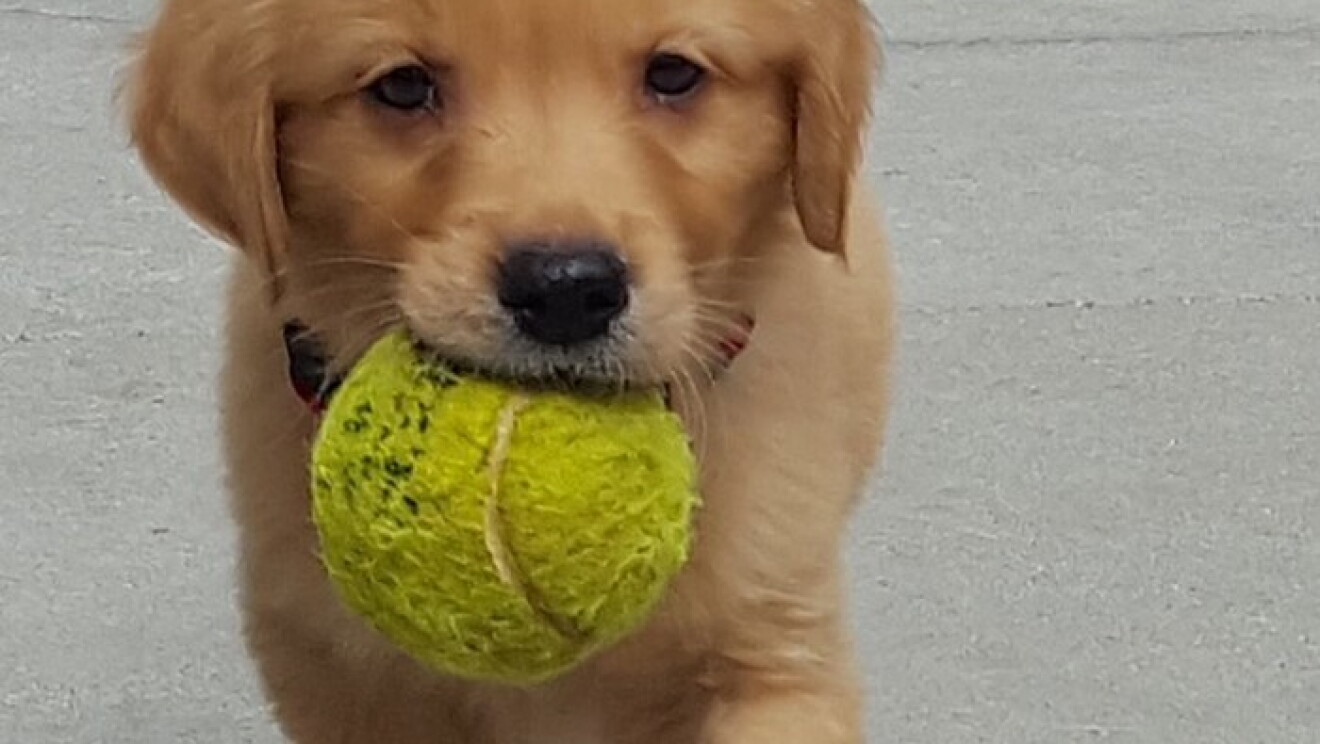 Amazon dogs