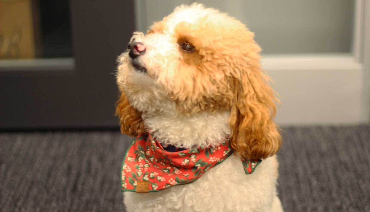 An image of a dog at an Amazon office. He is small and white with tan markings.