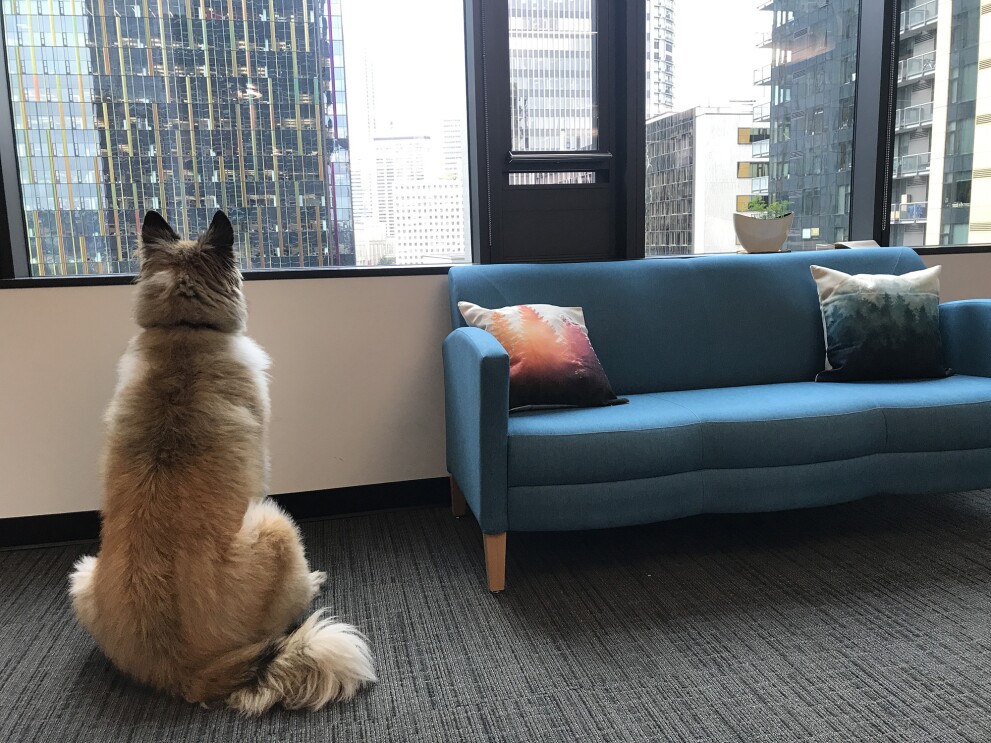 Dogs of Amazon - Bronx looking outside