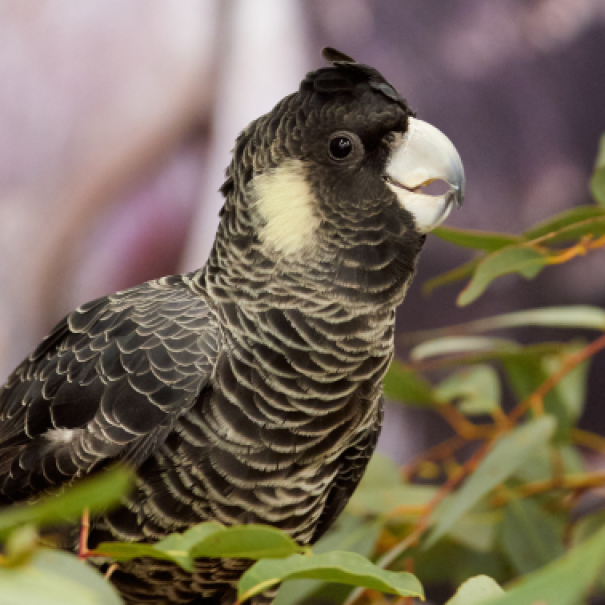 Carnaby's Black Cockatoo