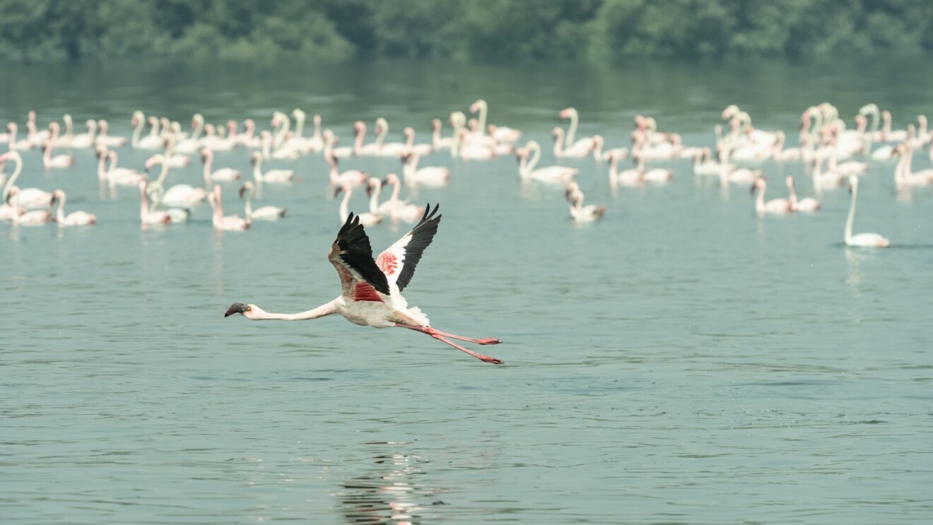A flamingo takes flight while a flamboyance of them float on the water in the background.