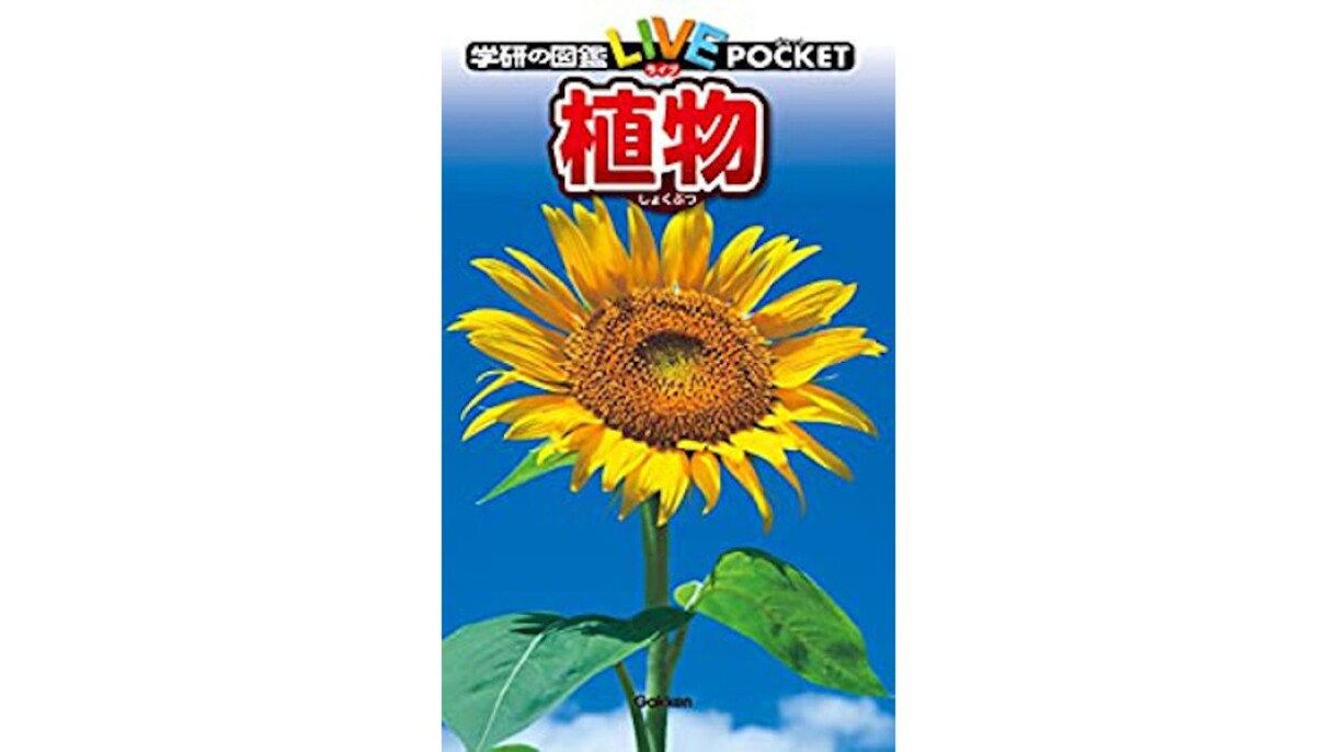 家族とアウトドア気分なおうち時間 おうちキャンプ「家キャン」をさらに盛り上げるAmazonデバイス活用術