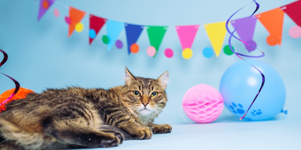 Amazon Pet Day will offer 48 hours of pet deals May 2 and May 3