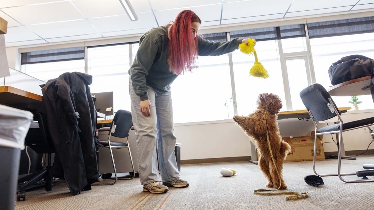 An image of dogs in the office at Amazon's Seattle headquarters with employees.