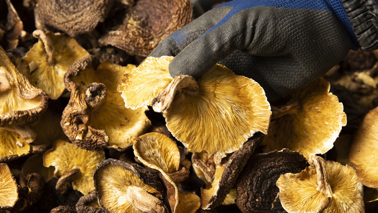 デジタルが切り拓く中小企業の未来 Vol.17 日本の中小企業が世界に羽ばたくために