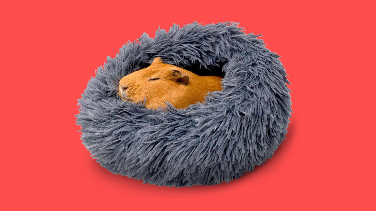 An image of a guinea pig in a pet bed with a red background.