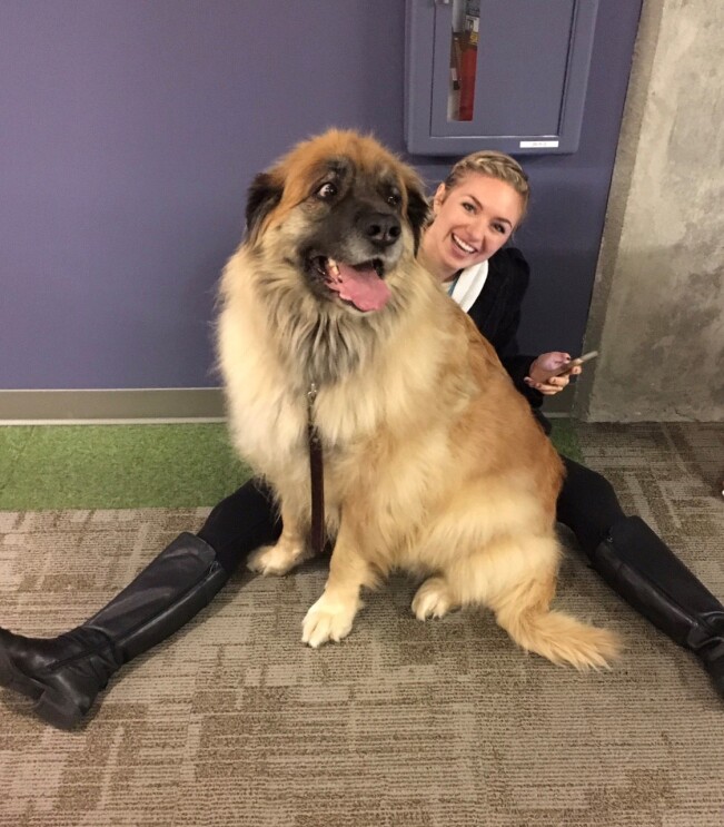 A Leonberger dog looks to the left, with her mouth open, tongue out. She wears a collar and leash and is happily seated on an Amazonian, who sits on the floor.