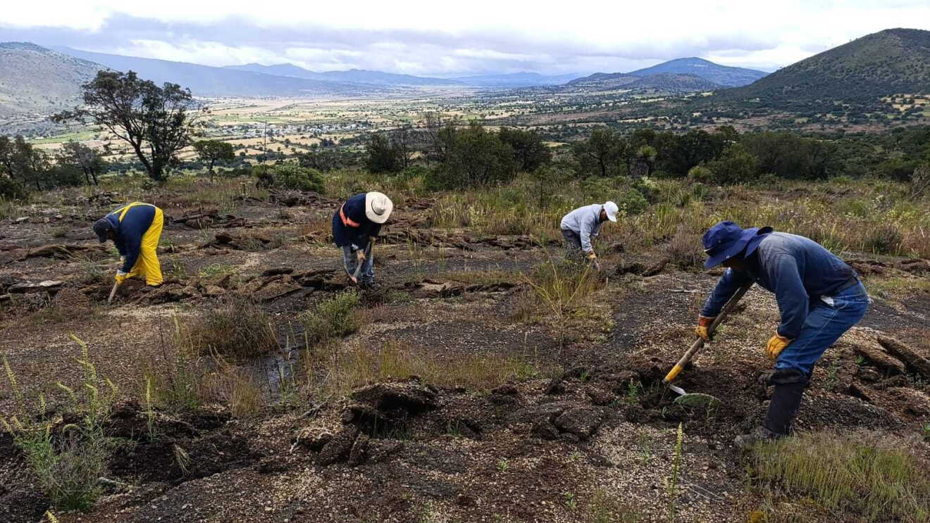 From the Mexico project. Reforestation on ripped soil, a technique that breaks up the compacted surface layer to improve aeration and water infiltration. This process promotes deeper root growth and supports the successful establishment of the planted trees. The photo is from previous work completed by Toroto.