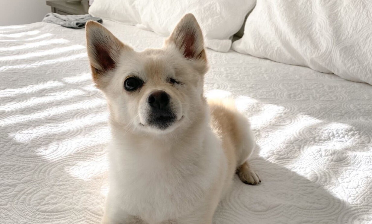 An image of a small white dog with one eye sitting on a bed