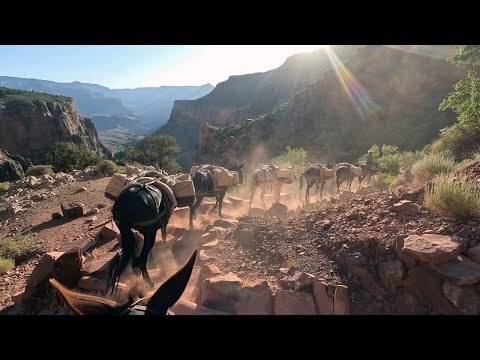 Wie die Mulis im Grand Canyon Amazon Lieferungen bringen