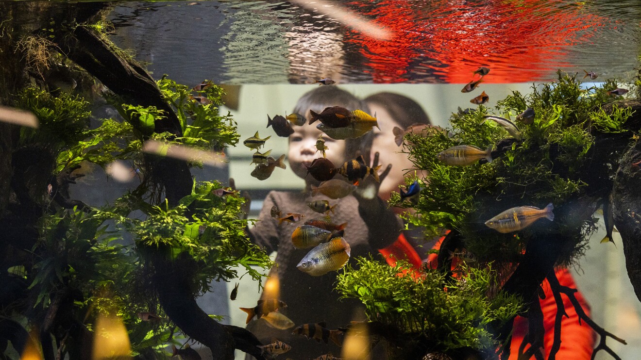 母亲抱着她的孩子到鱼缸里面。里面有各种色彩斑斓的鱼和绿色植物。