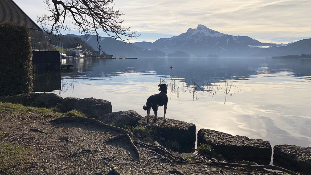 Utes Hund Conchi blickt auf einen See in Österreich. Im Hintergrund sieht man Wolken, Berge mit Schnee und Sonnenschein.