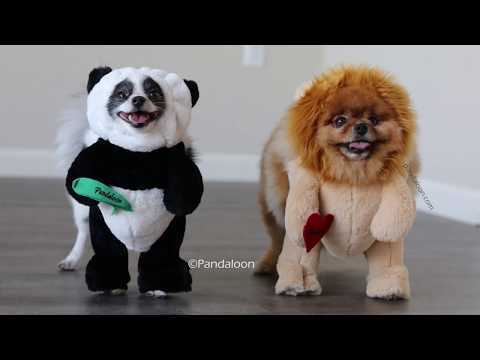 Puppies play in pet costumes from Pandaloon