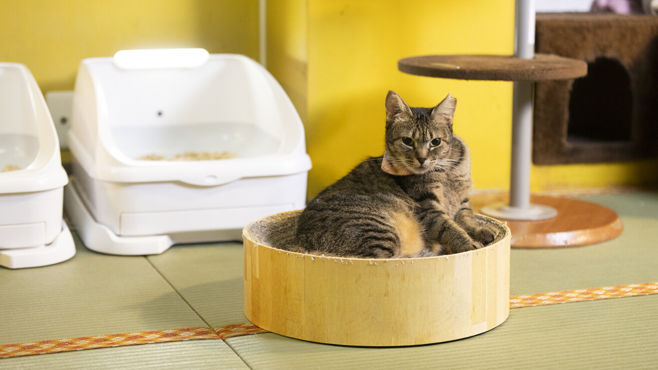 畳敷きの和室に、猫用トイレやキャットタワー、円柱状の爪とぎが置かれている。爪とぎは上面がすり鉢状にくぼんでいて、その中でサバトラの猫がくつろいでいる。