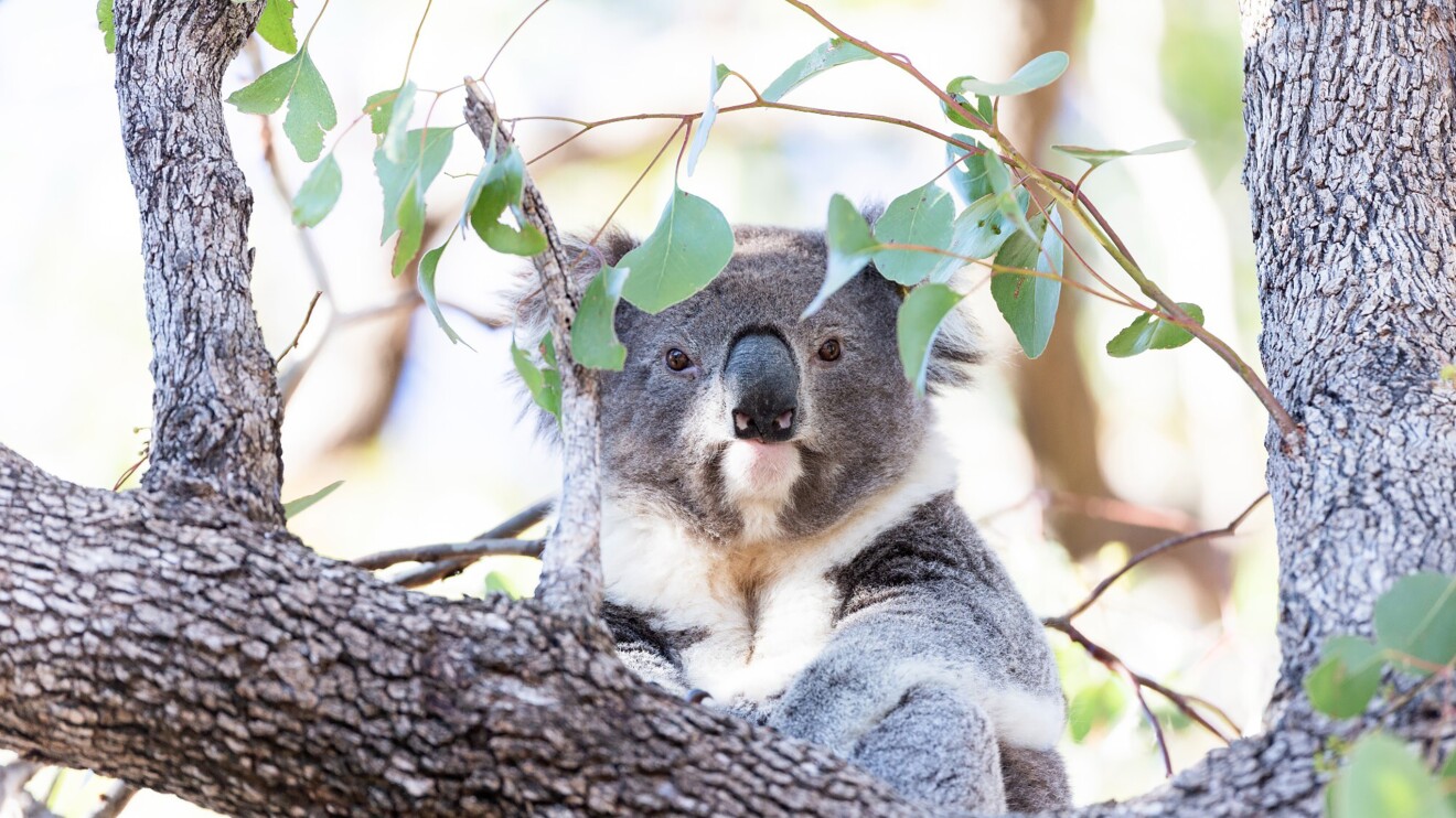 Coala en un árbol.