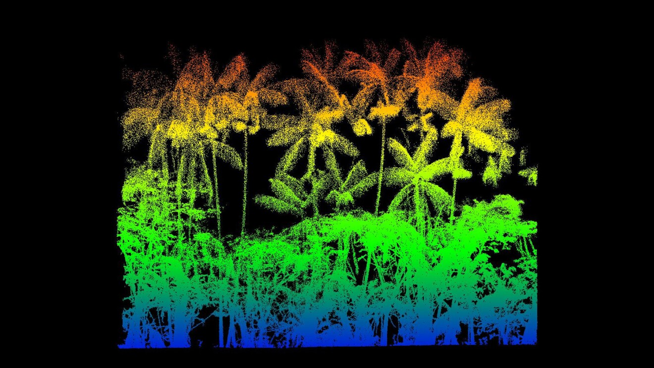 LiDAR renderings of Brazilian agroforestry canopies.