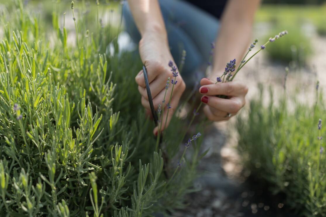 A woman's hands grasp a sprig of lavender, in the garden it was grown.