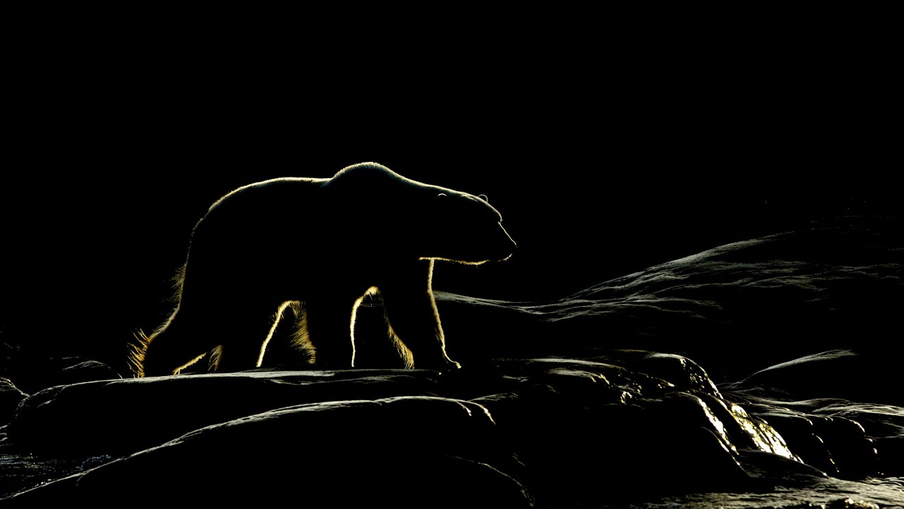 play of light 5
