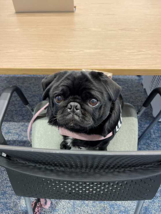Peppercorn the Pug