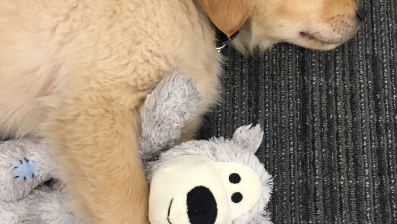 Amazon dogs