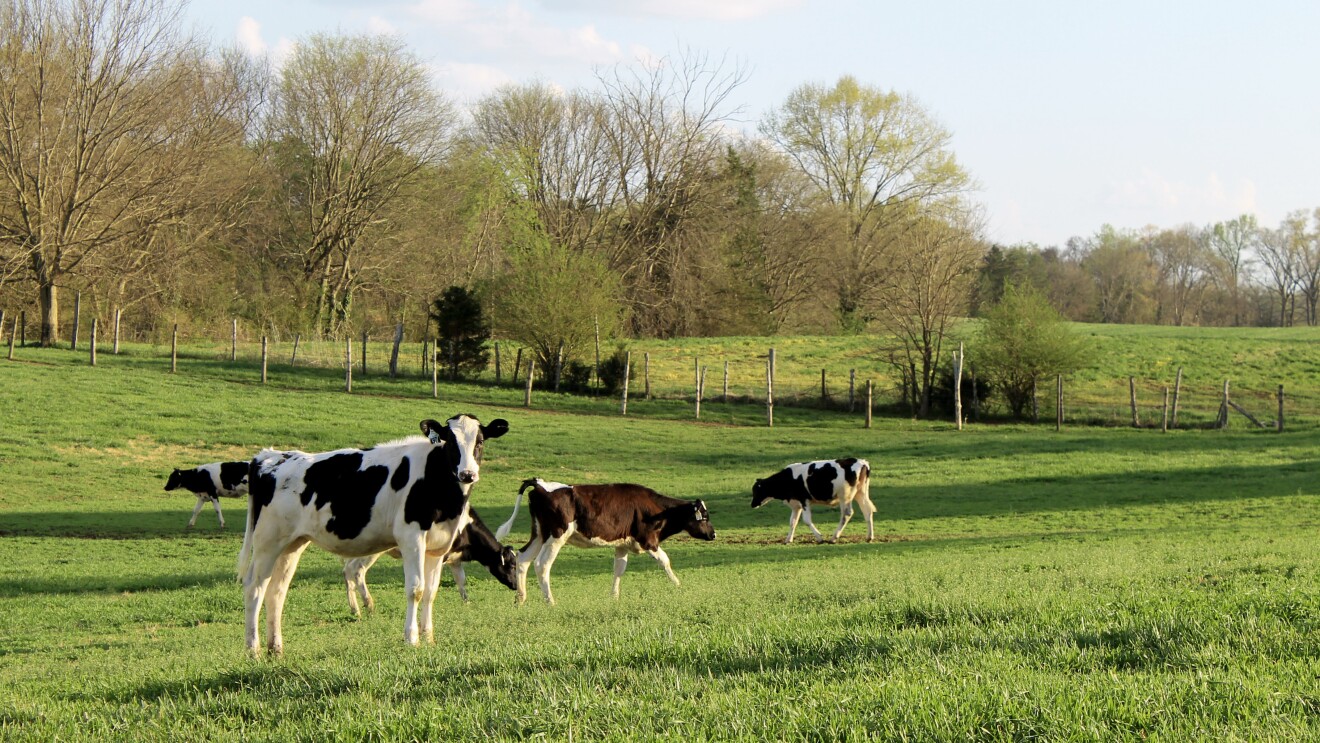 Holstein cows grazing in a green pasture with trees in the background on a pasture in Virginia