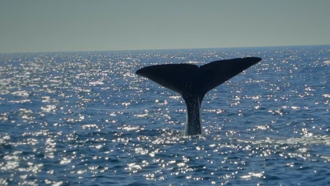 A sperm whale tail above the water line in the Atlantic ocean.
