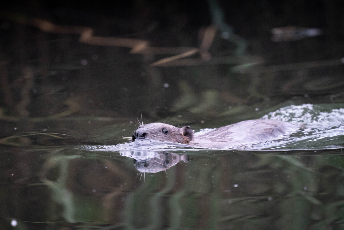 A happy beaver swimming in Ealing. 