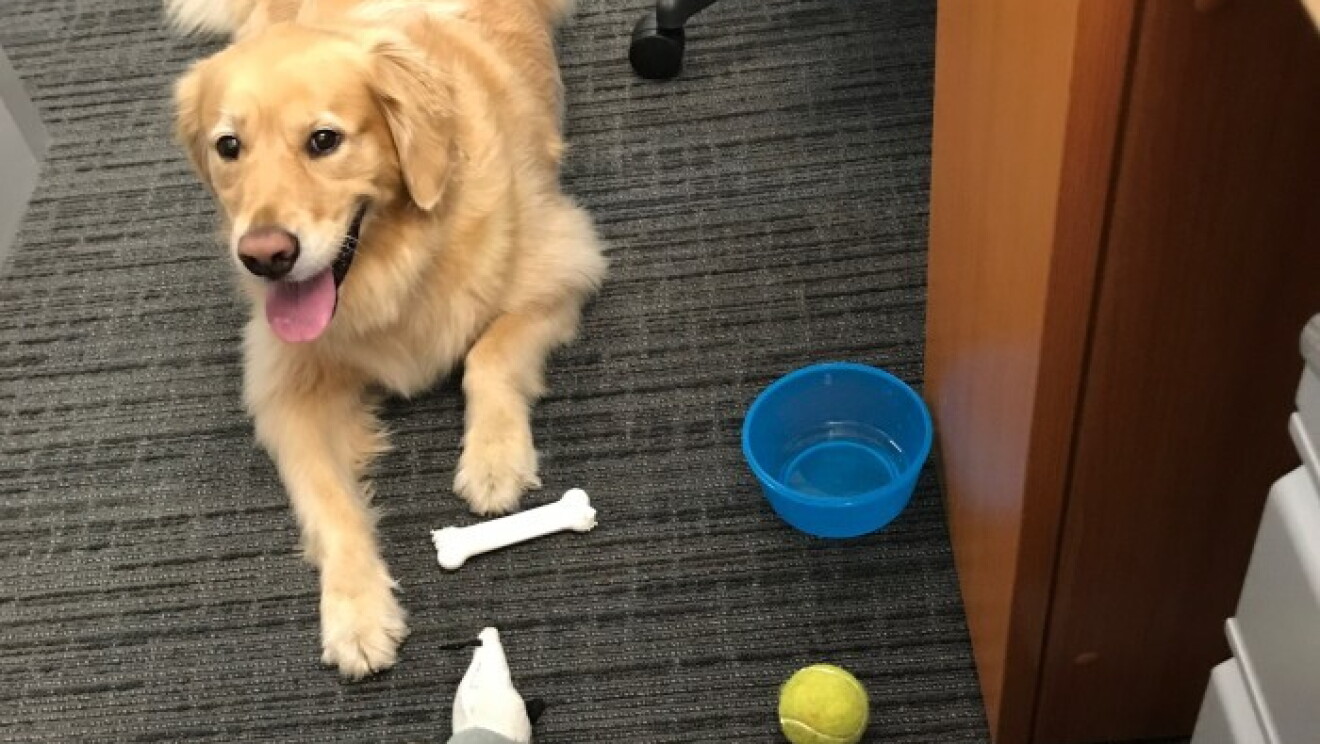 Amazon dogs