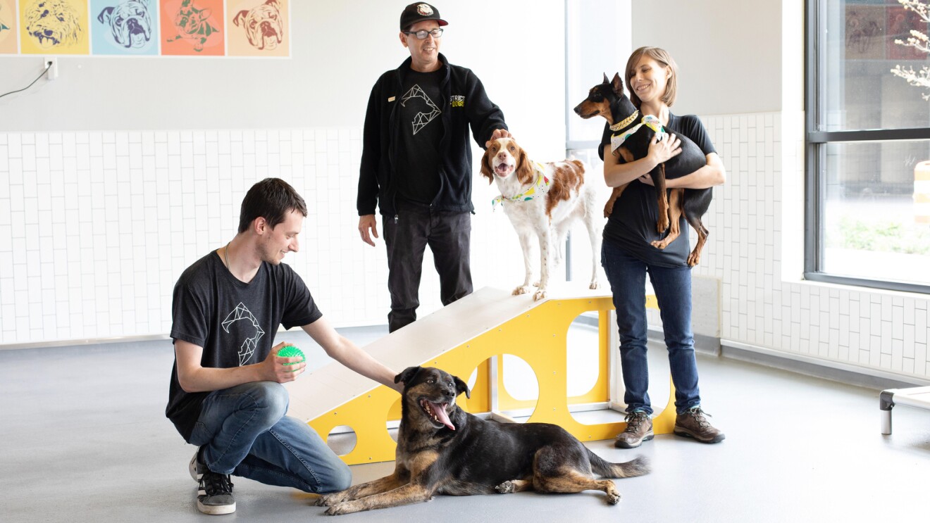 A photo of the inside of doggy daycare, District Dogs. Three employees are standing next to three dogs around a daycare obstacle. 