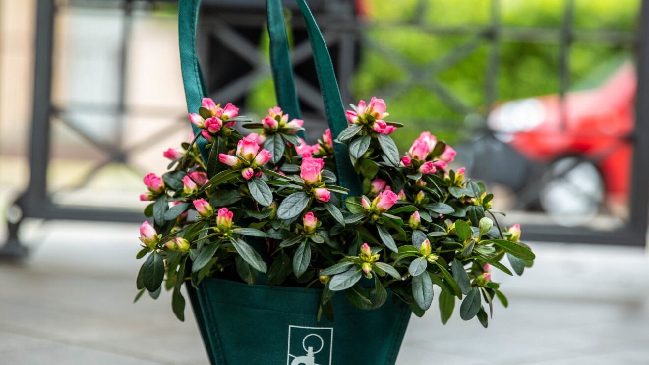 azalea4.jfifEECRAW