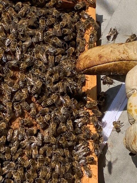 Auf dem Bild sind viele Bienen in einem Bienenstock zu sehen.