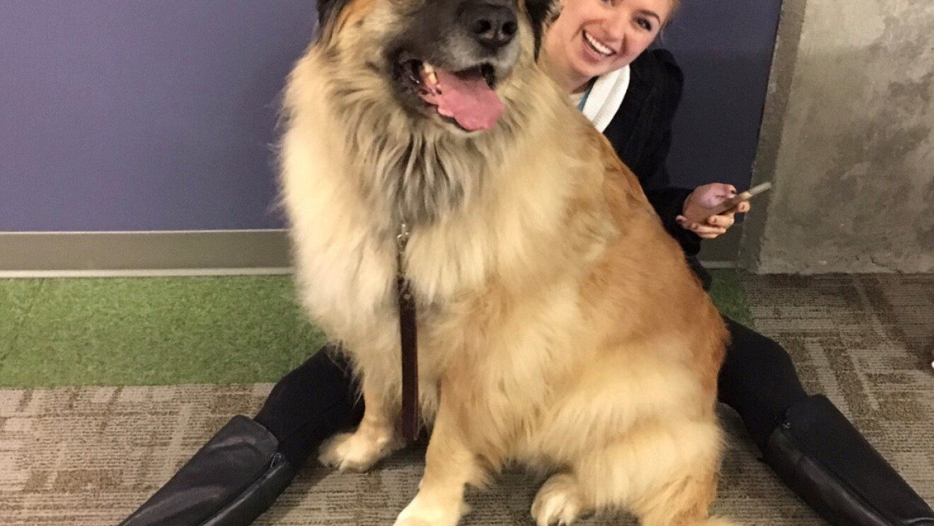 A Leonberger dog looks to the left, with her mouth open, tongue out. She wears a collar and leash and is happily seated on an Amazonian, who sits on the floor.
