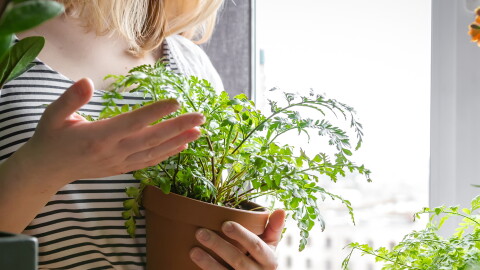 Lady holding a potted plant